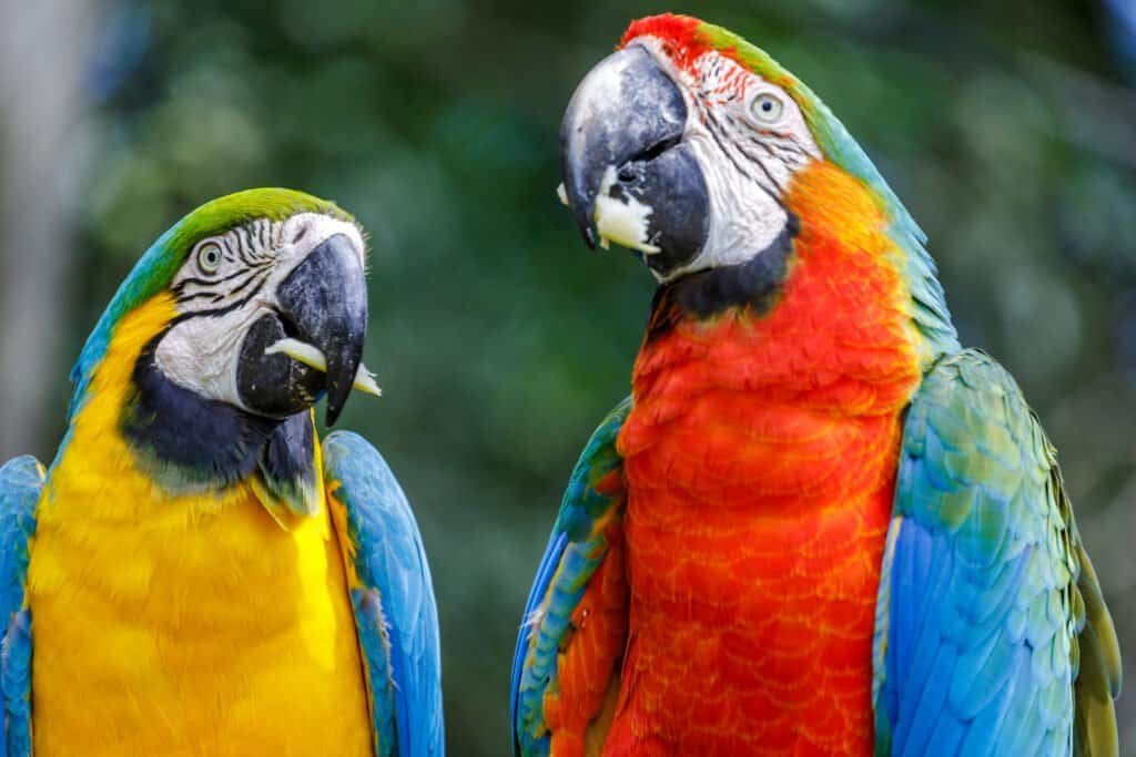 Colorful scarlet and yellow blue macaw eating together