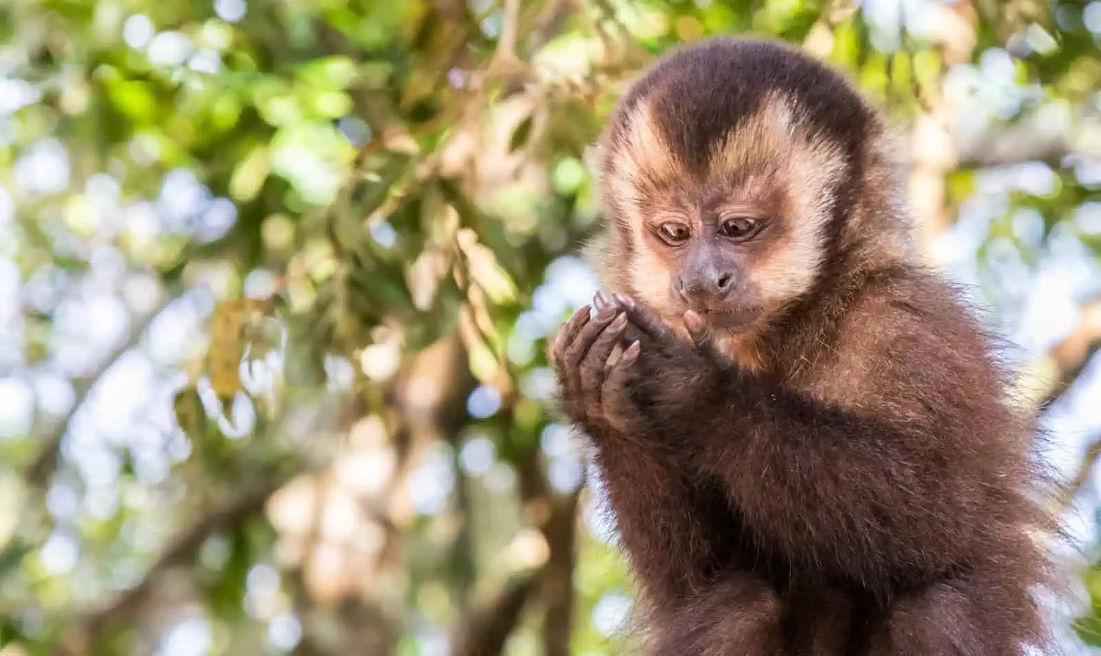 Reserva ecológica mache-chindul