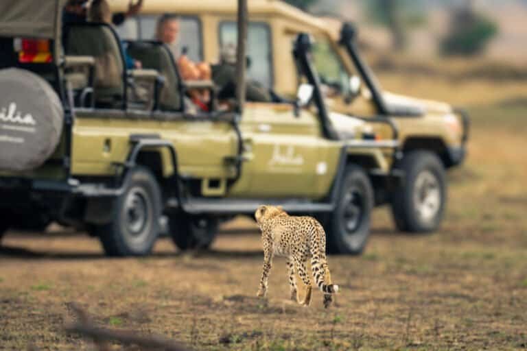 Tips for exploring tanzania's culture beyond wildlife safaris