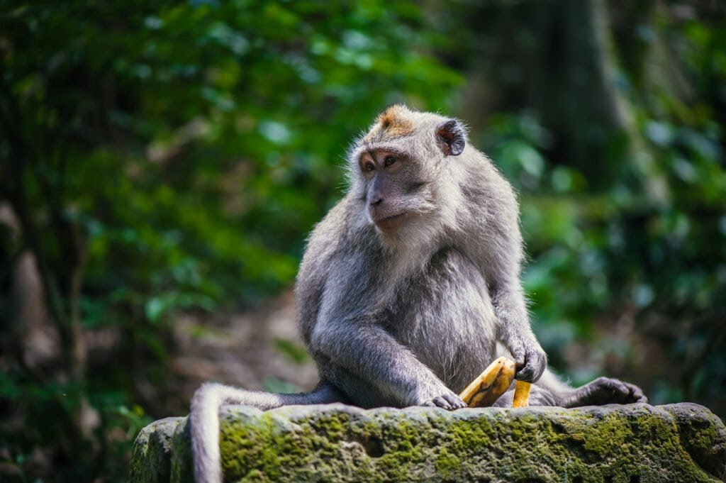 Long-tailed macaque (macaca fascicularis) in sacred monkey forest, ubud, indonesia
