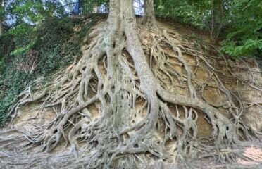 Medusa Tree