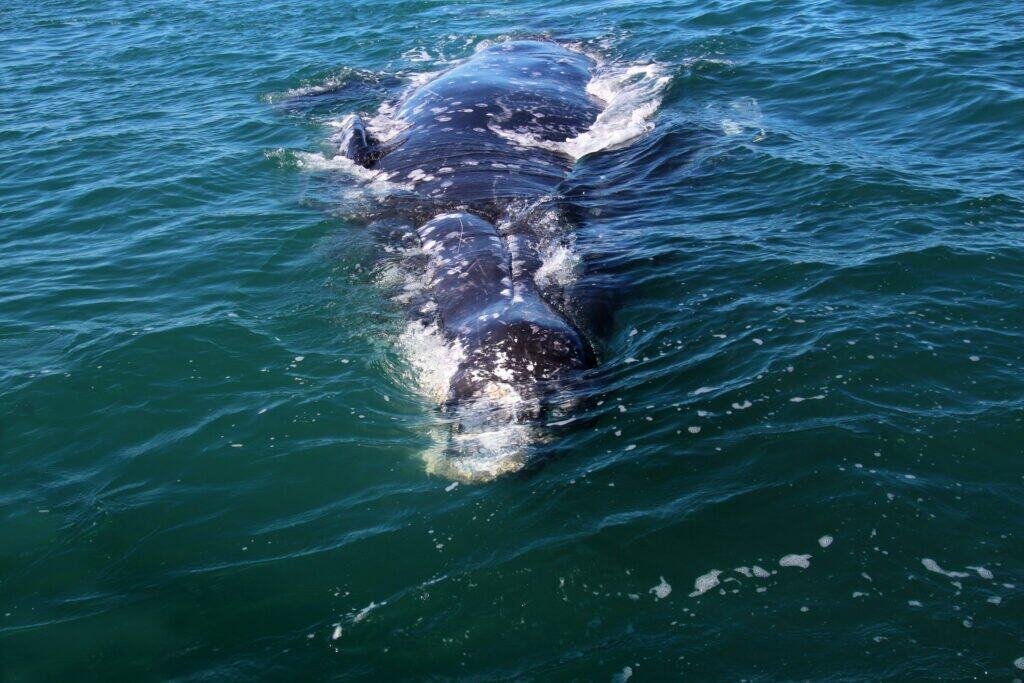 Gray whale during whale watching tour