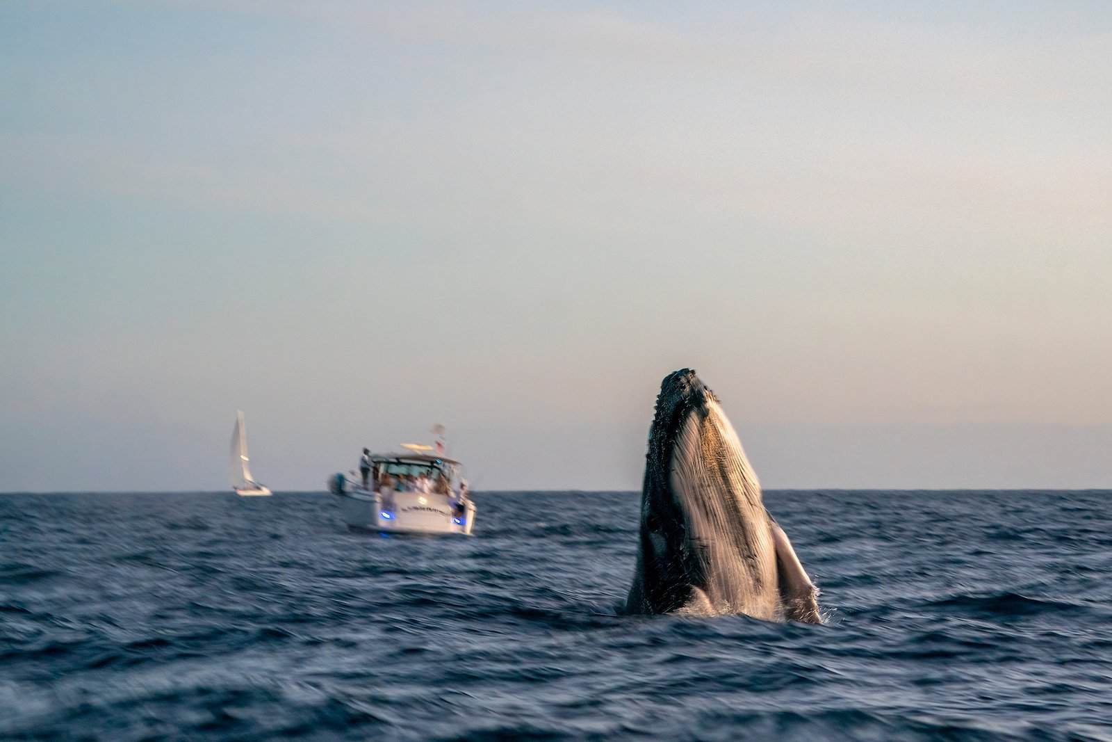 Discover Whale Watching Tours in Los Angeles: What to Know Before You Go