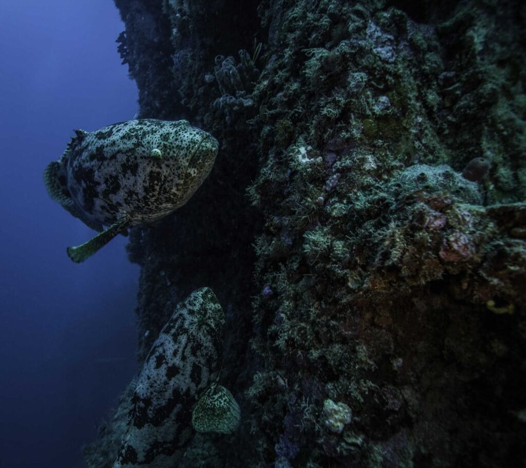 John Pennekamp Coral Reef State Park