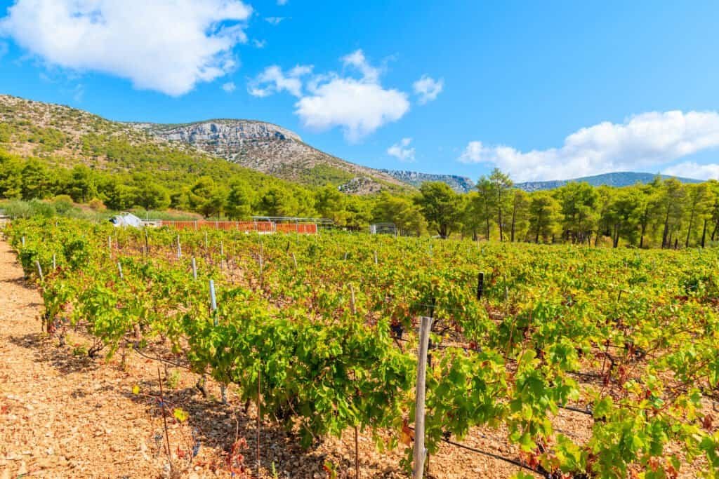 Vineyards in mountain landscape of brac island near bol town, croatia