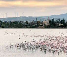 Flamingo Observatory Spot on Larnaca Salt Lake