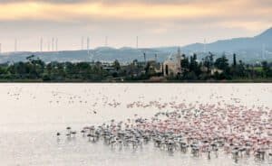 Flamingo Observatory Spot on Larnaca Salt Lake
