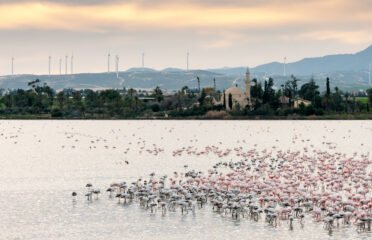 Flamingo Observatory Spot on Larnaca Salt Lake