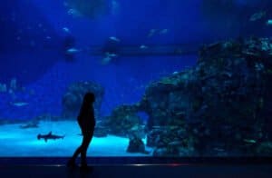 Why Downtown Aquarium Is a Must-Visit Place During Your Trip to Denver