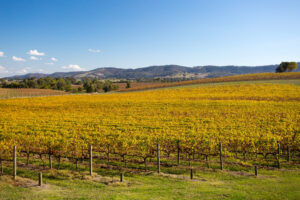 Beyond the Big Cities: Why Australia Is a Dream Destination for Wine, Food, and Scenic Travel