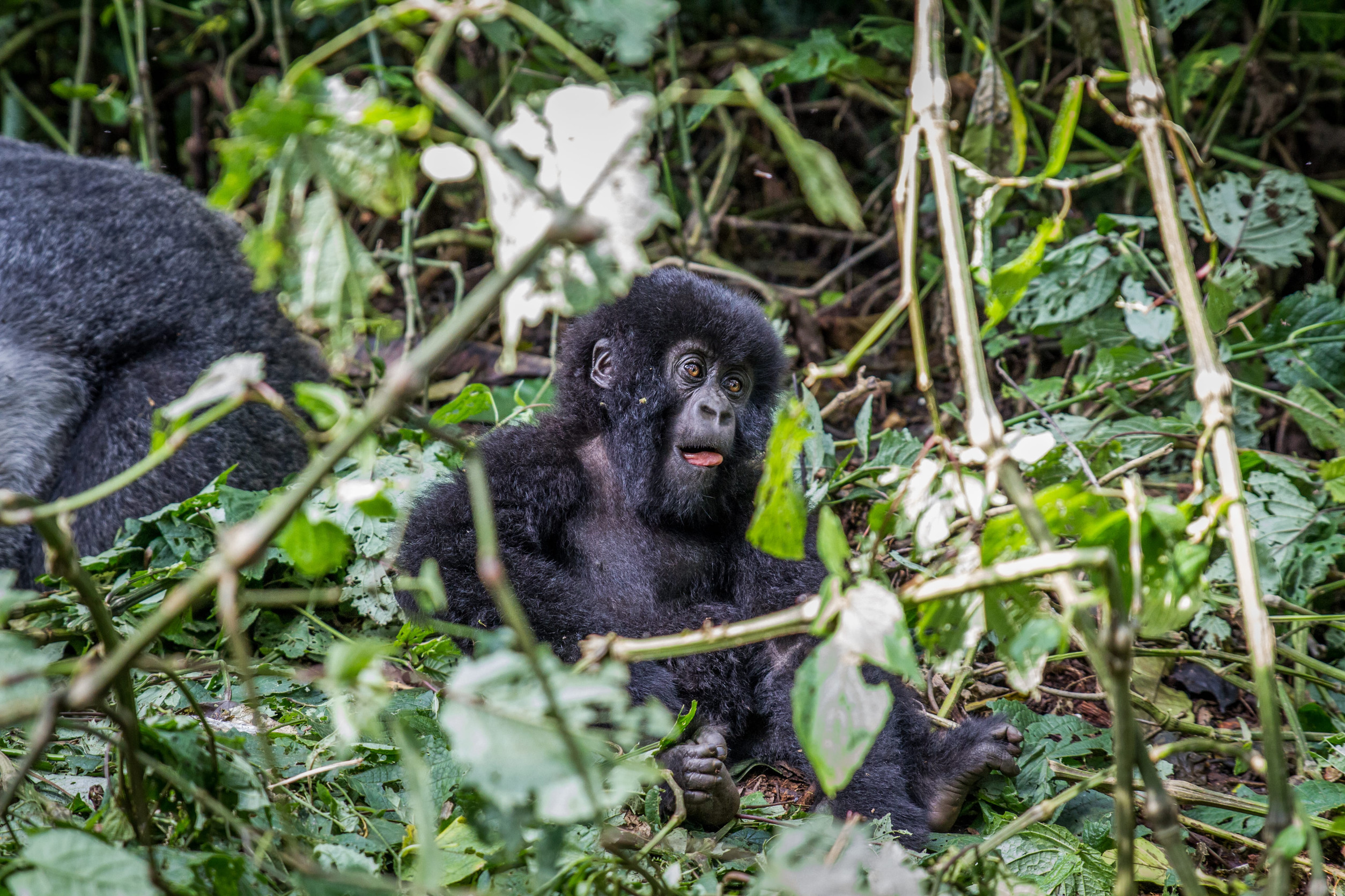 5 Travel Destinations for Wildlife and Adventure