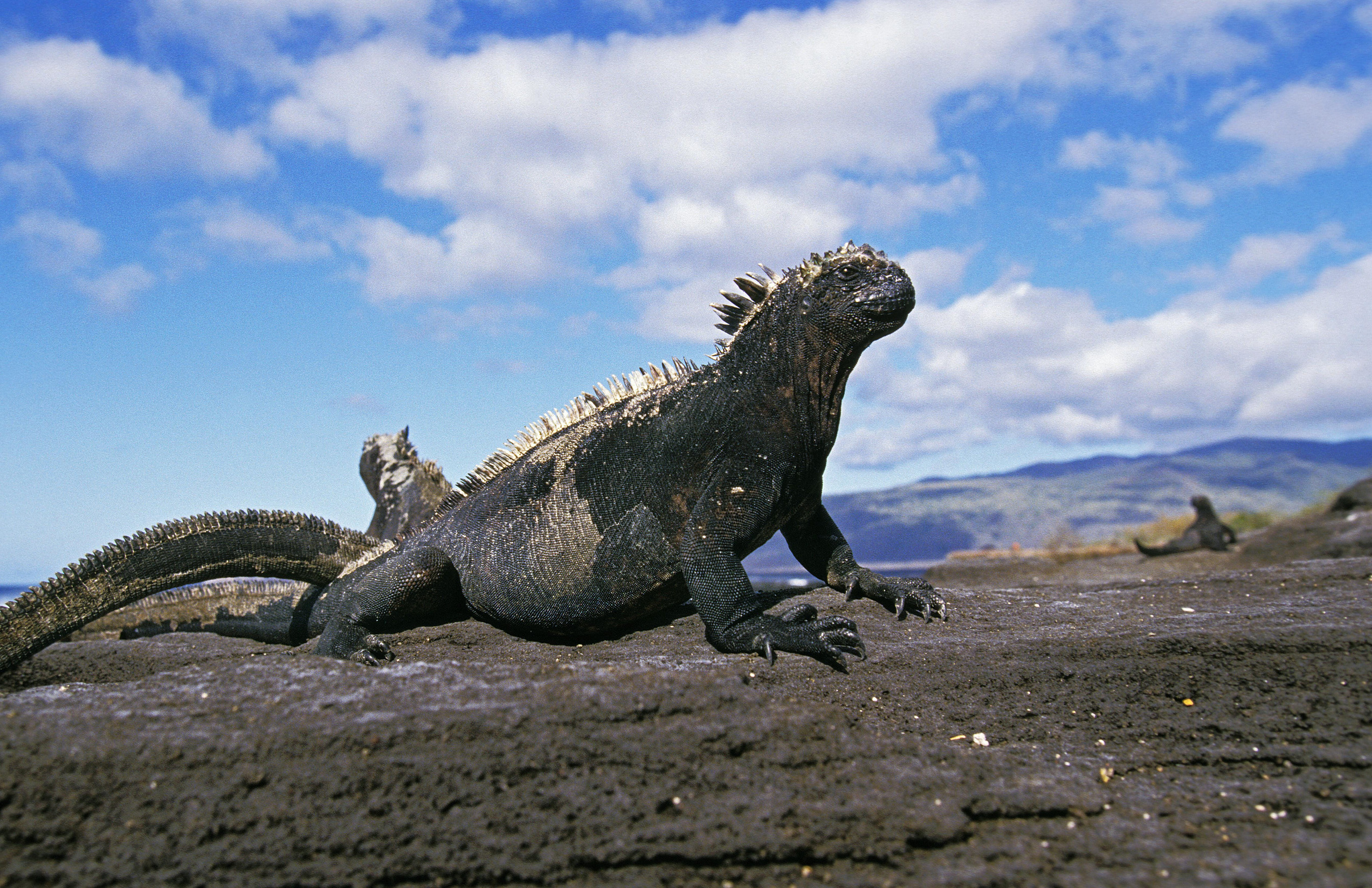 Galapagos sea iguana, amblyrhynchus cristatus, adult standing on rocks, galapagos islands