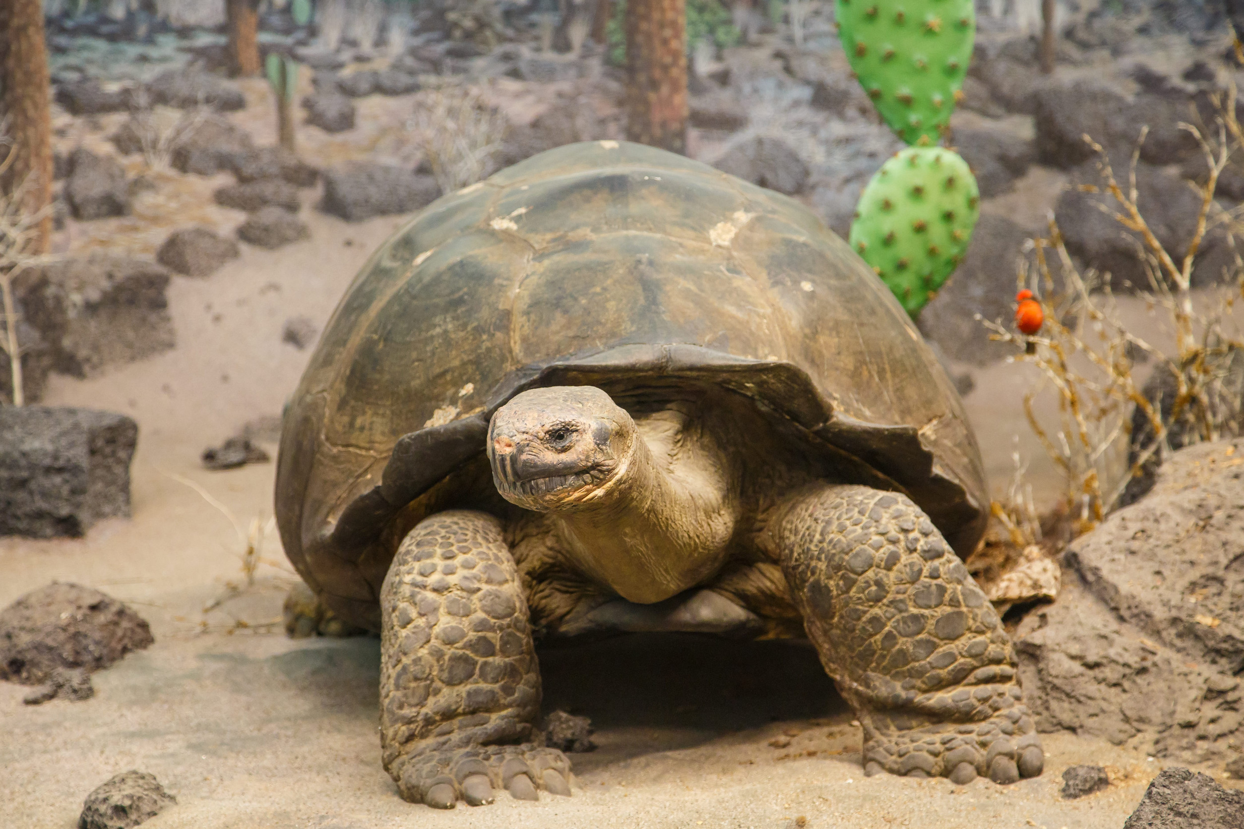 A giant tortoise in the dessert among rocks