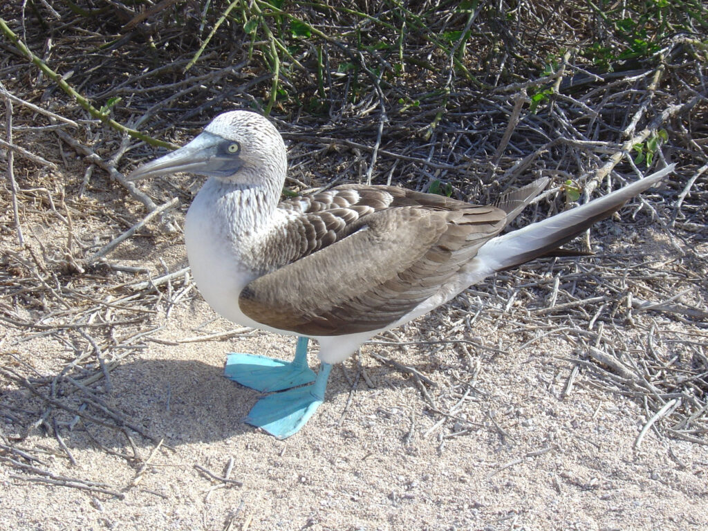 Blue footed boobie bird