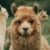 Profile picture of LlamaLover